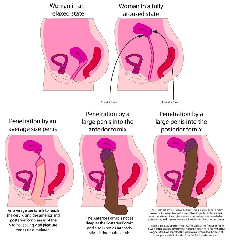 best of Penis penetration large