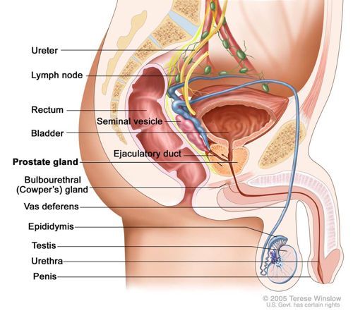 Guide prostate