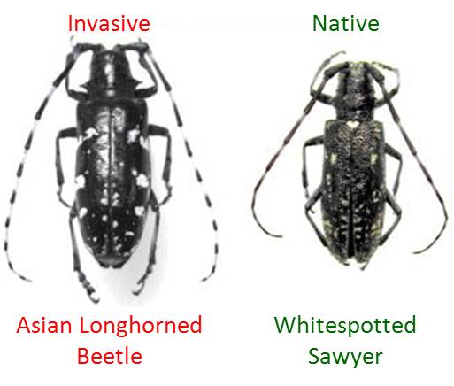 Butch C. reccomend Asian longhorn beetle canada