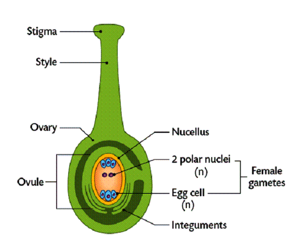 Monster M. reccomend Mature plant ovules