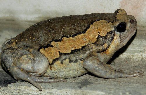Crunchie reccomend Huge frog toad threesome