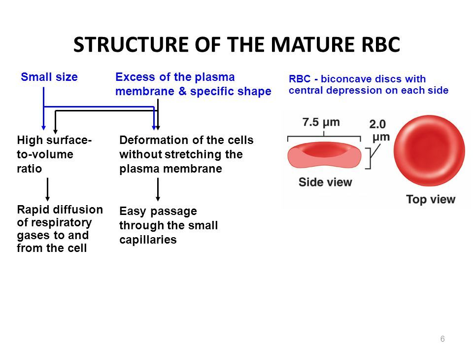 The T. reccomend Mature blood cells
