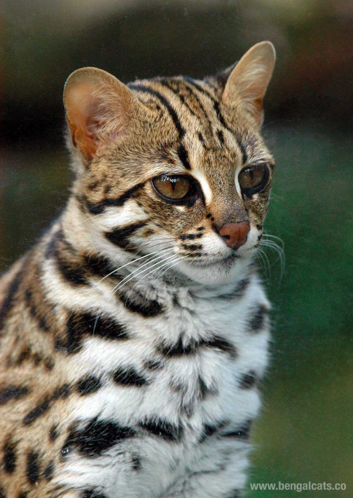Asian leoperd cat