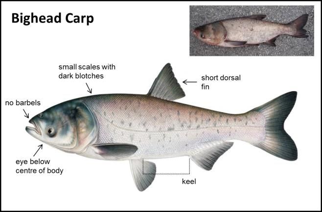 Asian carp scientific name
