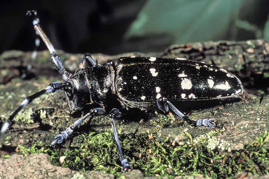 Asian longhorn beetle canada