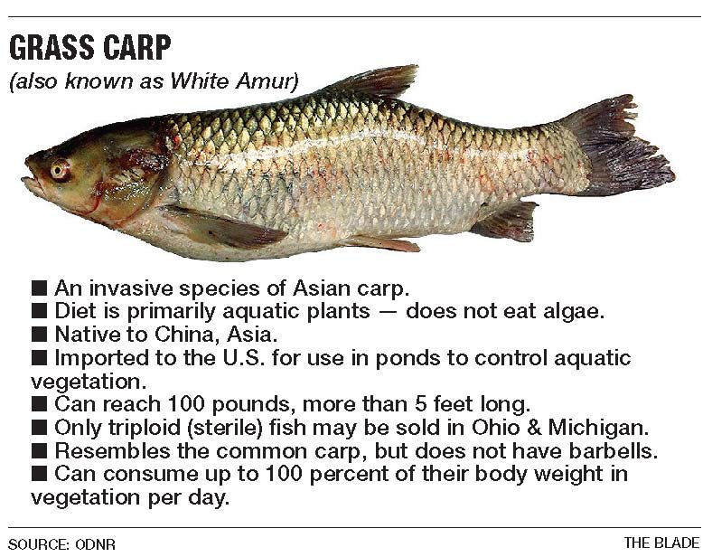best of Scientific name carp Asian