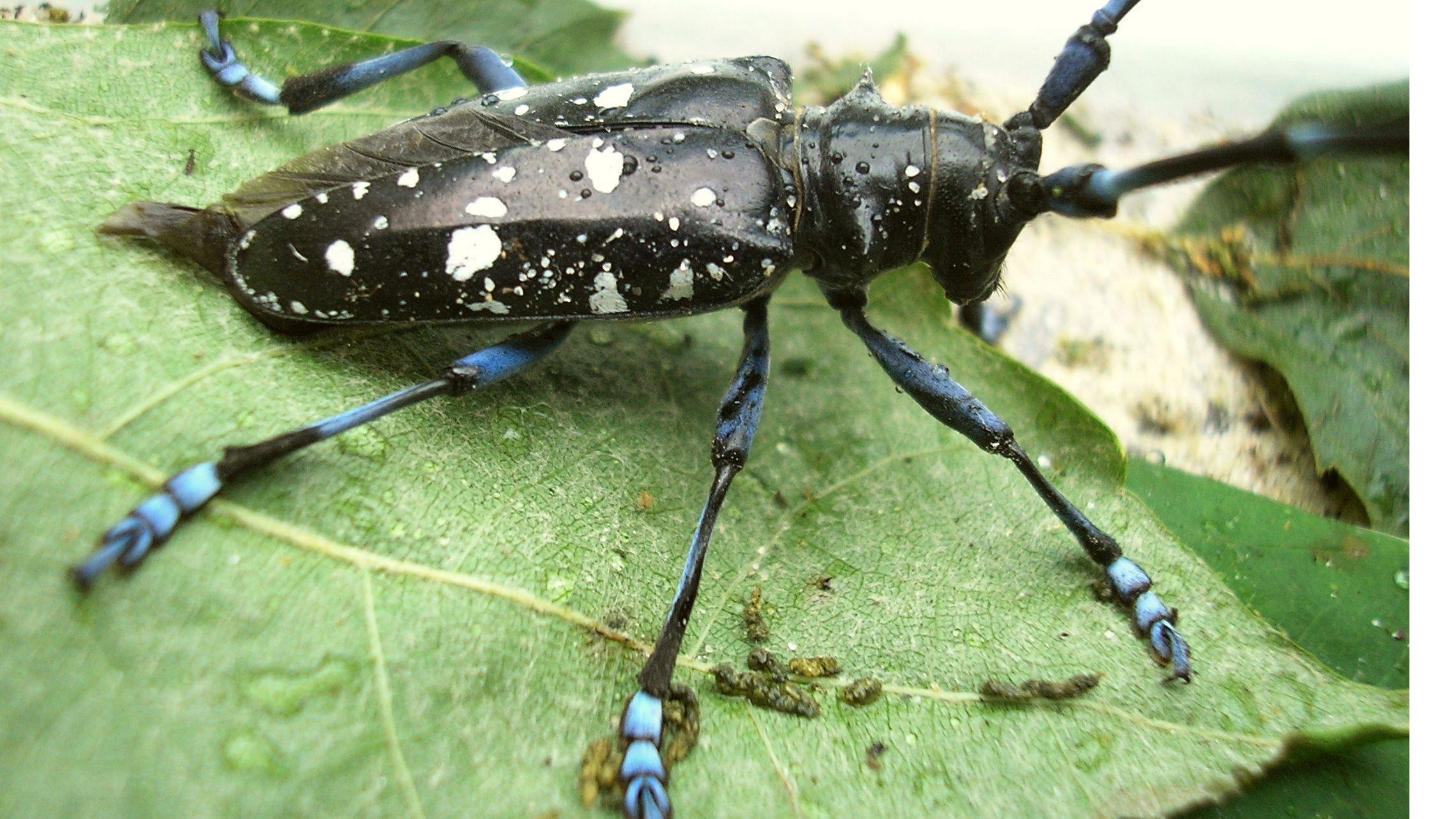 best of Canada Asian longhorn beetle