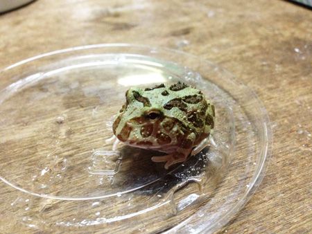 Laser reccomend river habbitat Asian toads