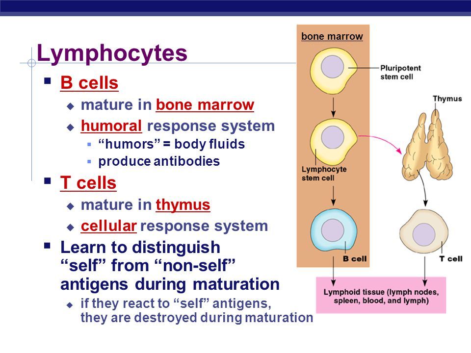 Epiphany reccomend Mature blood cells