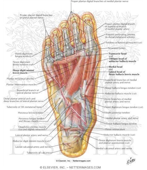 Diamond recomended Anatomy of bottom foot