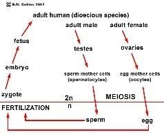 best of Of male sperm Lifespan