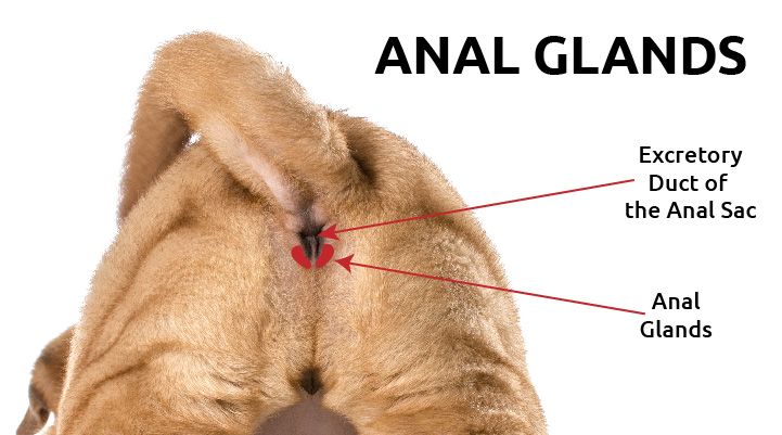 best of Glands Pet anal