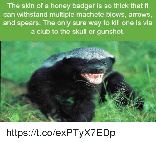best of Funny so honey is the What badger about