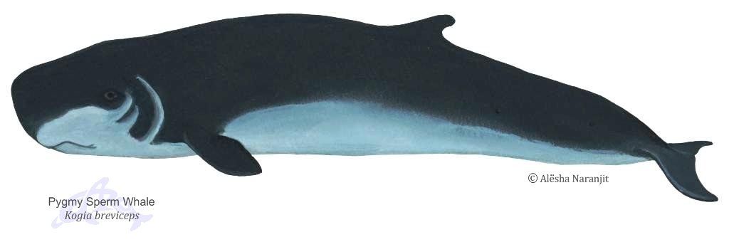 Aurora reccomend Pygmy sperm whale kogia breviceps