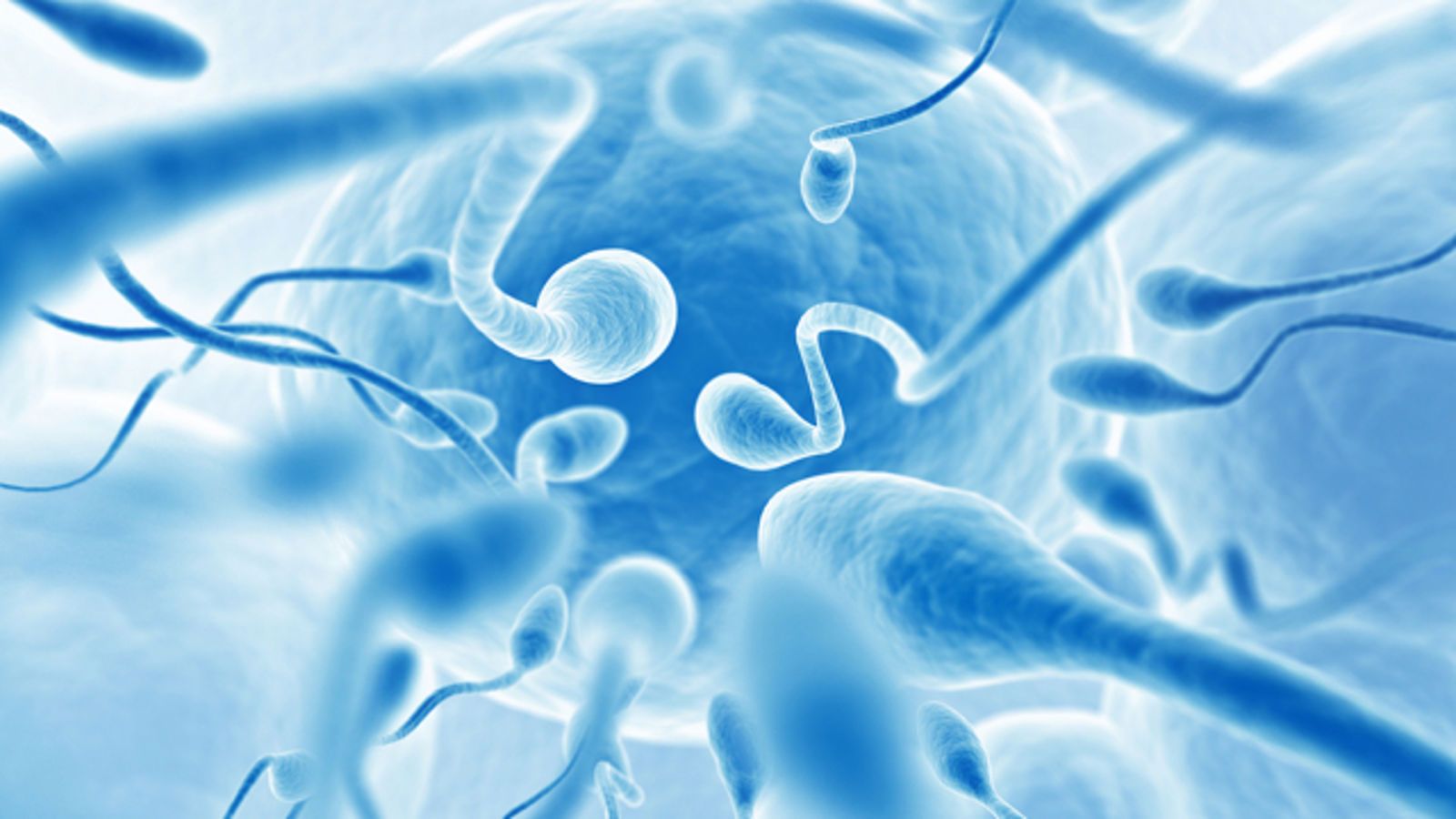 best of The Where of is the most in semen held sperm