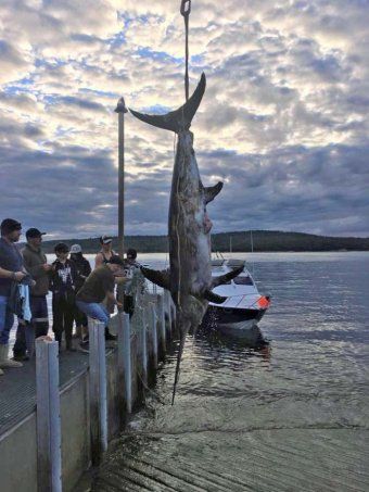 Tasmanian amateur fishermans assoc