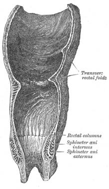 best of Tailbone anus Anatomy