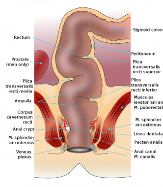 Silver M. reccomend Anatomy tailbone anus