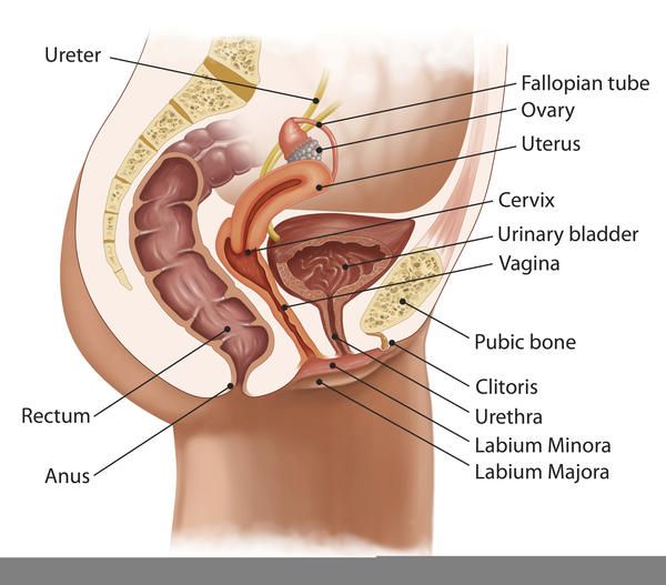 Diesel reccomend Anatomy tailbone anus