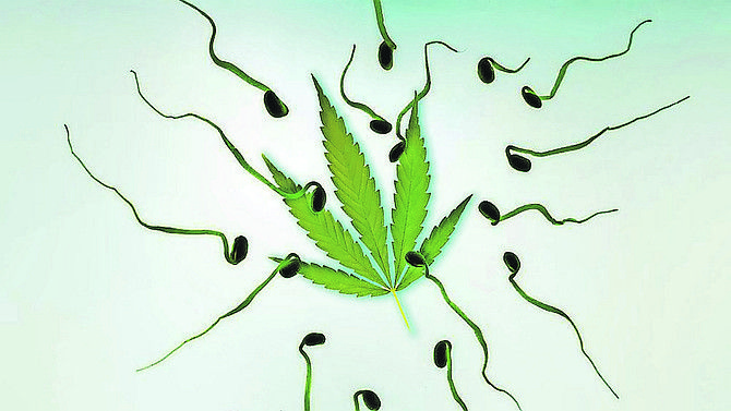 Affects of marijuana in sperm