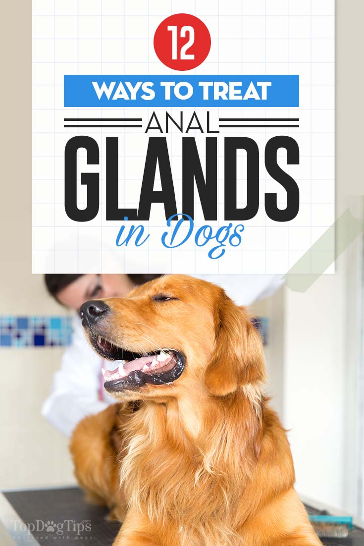 Pet anal glands