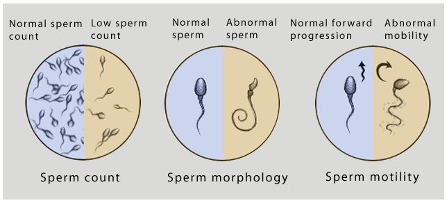 Sperm count slide
