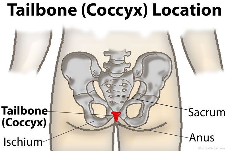 Anatomy tailbone anus