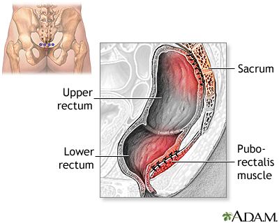 Oldie reccomend Anatomy tailbone anus