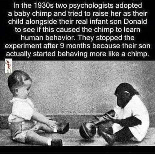 Chimpanzee fucking to young girl