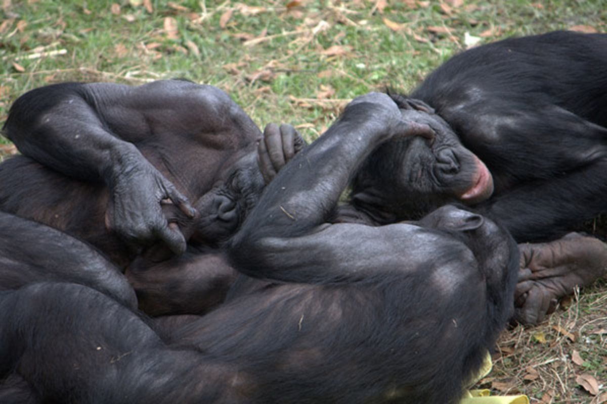 Women having sex with chimps pictures