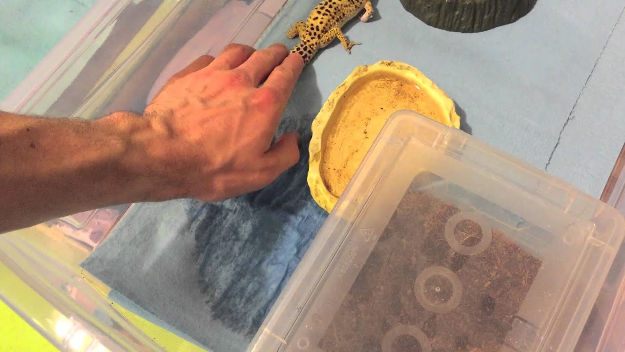 Mad D. reccomend Pictures of a geckos sperm plug